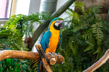 Blue and yellow macaw parrot with a huge beak looks at the camera close-up