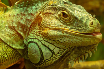 Common green iguana with tongue protruding looking at the camera close-up