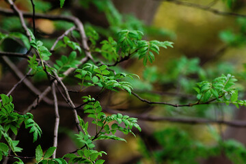 leaves on a tree