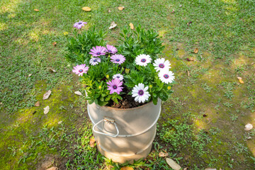Colorful spring flowers on a bucket © sihasakprachum