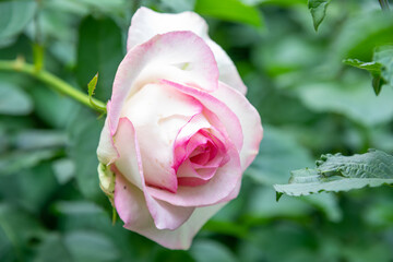 Pink Rose flower with nature background in the garden