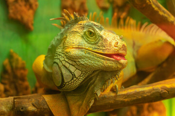 A large green scaly iguana teases and sticks out its tongue. Funny reptile