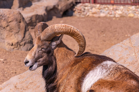 Domestic sheep in the afternoon. European mouflon close-up basking in the sun lying on a rock