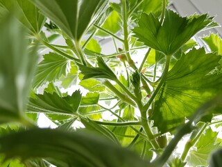 Fresh succulent green flower leaves