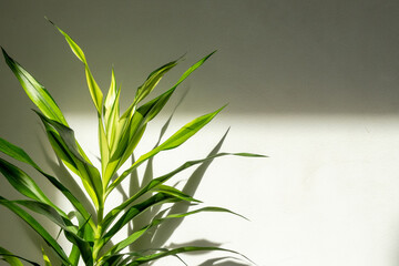 Fototapeta na wymiar Green indoor house plant on white wall with light and shadows