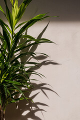 Fototapeta premium Indoor house plant with shadows on white wall 