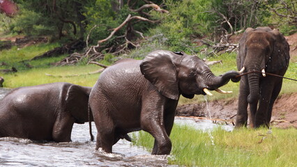 A wild African elephant
