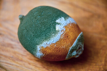 Soft focus to green grey moldy lemon fruit atop wooden background. Damaged perishable food. Rotting...