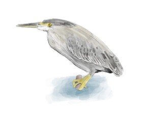 drawing of a brazillian bird -Striated heron - Butorides striata - socozinho