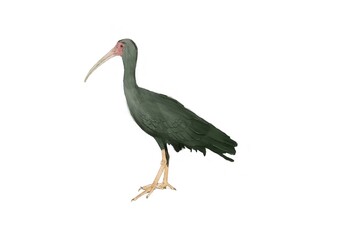 drawing of a brazillian bird - Phimosus infuscatus - Tapicuru - Bare-faced ibis on white background