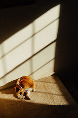 Cat in shadows