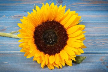 Beautiful and vibrant sunflower on blue background. Decoration and summer time