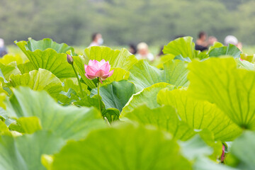 上野不忍の池のハス