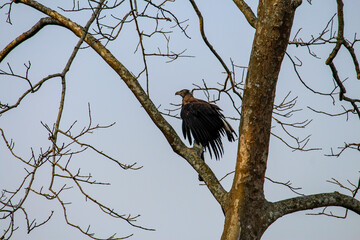 Bird chilling the afternoon