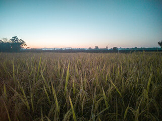 A view of Paddy field from a small village