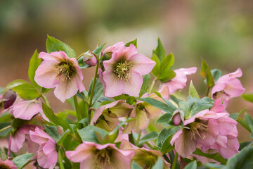 Beautiful, pink hellebores in springtime
