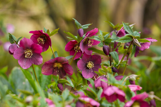 Beautiful, vibrant, purple hellebores in a lush environment

