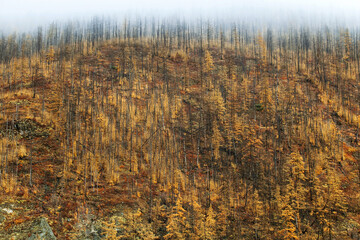 view of the hill with yellow autumn larch trees, fog at the top