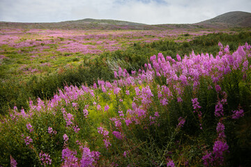 Obraz premium view of the slope of the hill and pink flowers of ivan tea