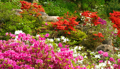 Korean rosebay in full bloom
