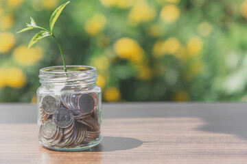 Saving money concept . Plant growing out of coins on  table