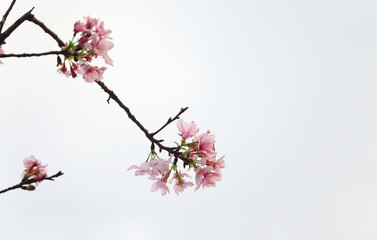  Cherry blossoms on white background         