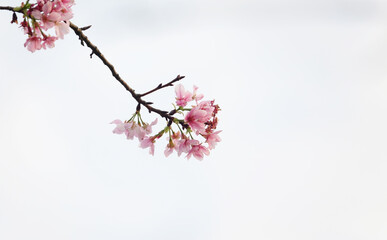  Cherry blossoms on white background         