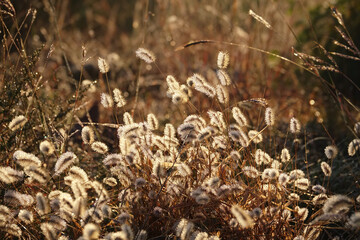 Setaria in the summer sun