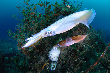 アオリイカの産卵