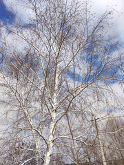 birch on the background of the spring sky