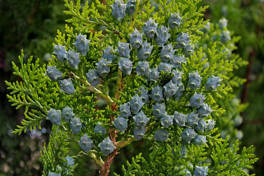 Leylandi cypress fruits photographed closely. Cypress branch with abundant growing fruits