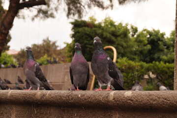 birds in the park
