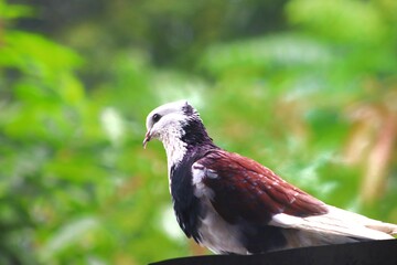 Beautiful pigeon among the beautiful.