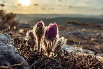Dream-the beautiful grass Pulsatilla patens blooms in the spring in the mountains. The golden hue of the setting sun. Atmospheric spring background. Delicate, fragile flowers in selective focus at