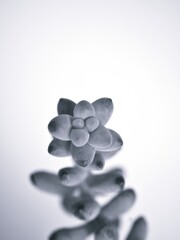 black and white succulent plants isolated on white background ,Closeup blur macro succulent  Burro's-tail plants ,sedum morganianum plant in black and white image and blurred background ,old vintage s