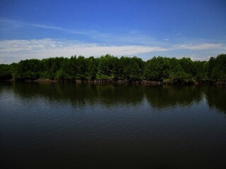 Obraz na płótnie Canvas reflection of mangrove in water
