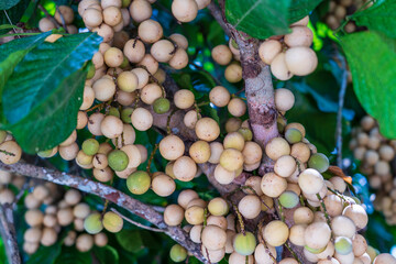 Langsat or Longkong or Lansium parasiticum is ready to harvest, too many productive found on the tropical fruit tree, Thailand