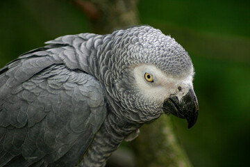 perroquet Gris du Gabon