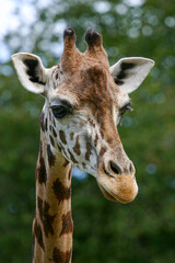 girafe du niger