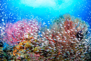 ソフトコーラル