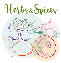 Set of natural herbs and spices to prepare delicious and healthy food Botanical illustration.