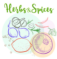 Vector set of natural herbs and spices to prepare delicious and healthy food Botanical illustration.