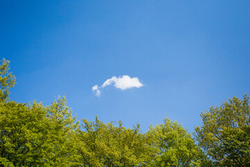魚のような小さな雲