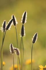 Fototapeta premium Soft glowing stamen at sunset