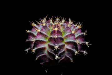 cactus Gymnocalycium​ Mihano​ Ruby