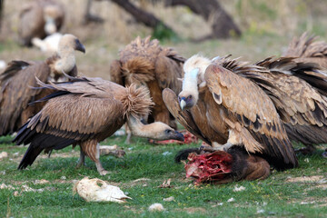 The griffon vulture (Gyps fulvus) with prey in the background of other vultures. A large vulture in the foreground eats the remains of a carcass.
