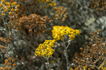 Yellow daisy flowers