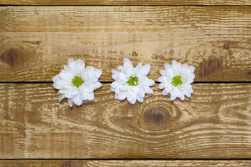 Fototapeta premium Three beautiful white daises on brown rough wooden textured background close up with copy space