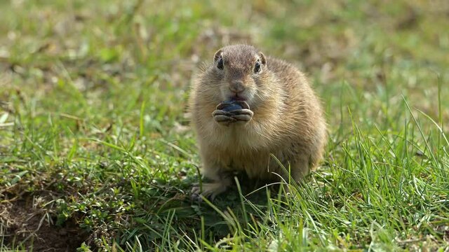 European Ground Squirrel (Spermophilus citellus), also known as the European souslik eating blueberry.