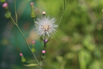 dandelion in the field
